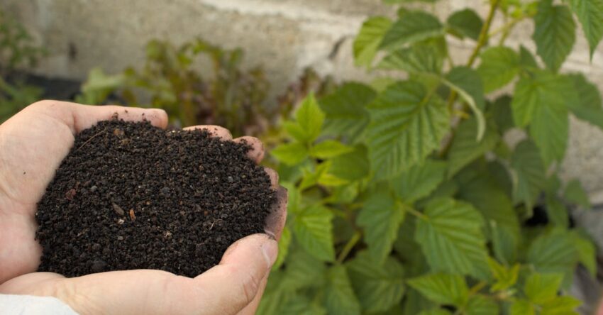 Alginit talajjavító: természetes megoldás kertépítéshez